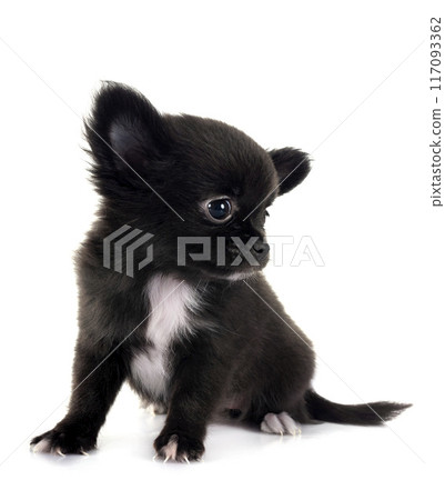 young chihuahua in studio young chihuahua in studio 117093362