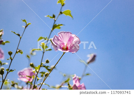 Rose of Sharon Natural Park, Minano Town, Saitama Prefecture 117093741