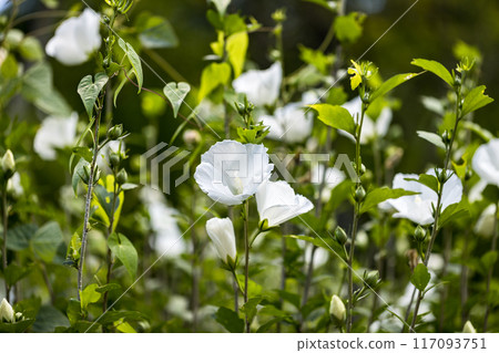 Rose of Sharon Natural Park, Minano Town, Saitama Prefecture 117093751