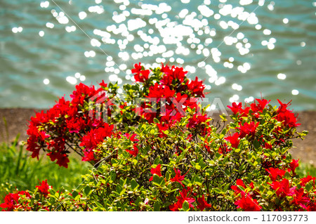 【京都風景】長岡天滿宮，霧島杜鵑花染成紅色的壯麗景色 117093773