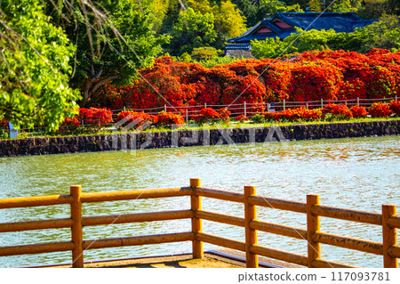 [Kyoto Scenery] Nagaoka Tenmangu Shrine: Spectacular red Kirishima Azalea 117093781