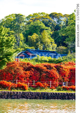 [Kyoto Scenery] Nagaoka Tenmangu Shrine: Spectacular red Kirishima Azalea 117093796