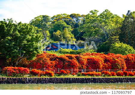 [Kyoto Scenery] Nagaoka Tenmangu Shrine: Spectacular red Kirishima Azalea 117093797