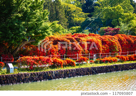 [Kyoto Scenery] Nagaoka Tenmangu Shrine: Spectacular red Kirishima Azalea 117093807