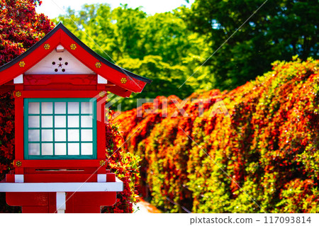 [Kyoto Scenery] Nagaoka Tenmangu Shrine: Spectacular red Kirishima Azalea 117093814