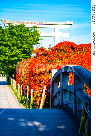 [Kyoto Scenery] Nagaoka Tenmangu Shrine: Spectacular red Kirishima Azalea 117093828