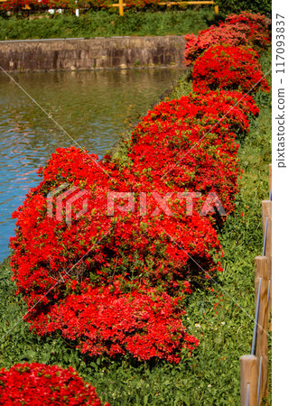 [Kyoto Scenery] Nagaoka Tenmangu Shrine: Spectacular red Kirishima Azalea 117093837