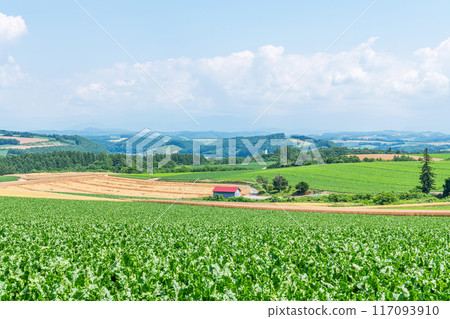 Biei Town, Hokkaido, Hokkaido in summer, green earth and blue sky (Hokkaido image) Biei Town, Hokkaido, Hokkaido in summer, green earth and blue sky (Hokkaido image) 117093910