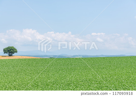 A tree standing on farmland somewhere in Hokkaido A tree standing on farmland somewhere in Hokkaido 117093918