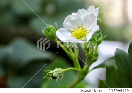 家庭花園白草莓花 家庭花園白草莓花 117094169