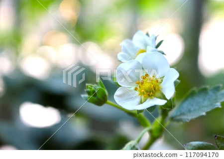 家庭花園白草莓花 家庭花園白草莓花 117094170