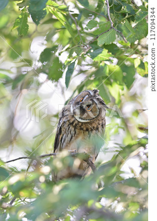 Long-eared Owl 93 (Hokkaido) 117094344