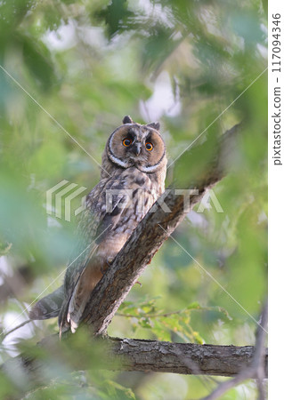 Long-eared Owl 94 (Hokkaido) 117094346