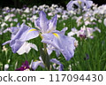 Purple irises blooming in the iris garden [Sagamihara Park: Flower background] 117094430