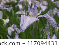 Purple irises blooming in the iris garden [Sagamihara Park: Flower background] 117094431