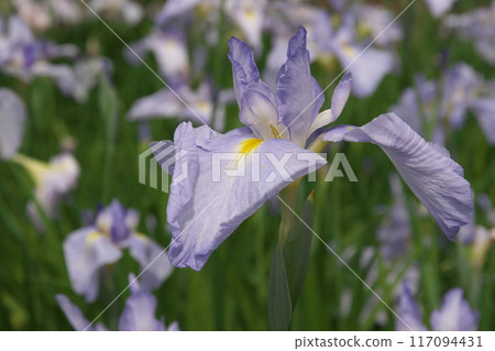 Purple irises blooming in the iris garden [Sagamihara Park: Flower background] 117094431