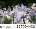 Purple irises blooming in the iris garden [Sagamihara Park: Flower background] 117094432