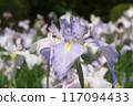 Purple irises blooming in the iris garden [Sagamihara Park: Flower background] 117094433