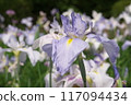 Purple irises blooming in the iris garden [Sagamihara Park: Flower background] 117094434