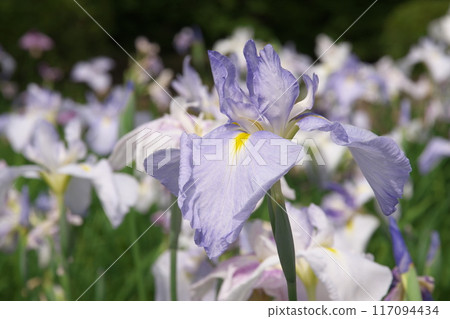Purple irises blooming in the iris garden [Sagamihara Park: Flower background] 117094434