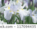 White irises blooming in the iris garden [Sagamihara Park: Flower background] 117094435