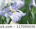 Purple irises blooming in the iris garden [Sagamihara Park: green background] 117094436