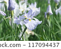 Purple irises blooming in the iris garden [Sagamihara Park: green background] 117094437