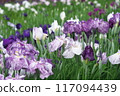 Purple irises with a tie-dye pattern blooming in the iris garden [Sagamihara Park: Flower background] 117094439