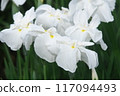 White irises blooming in the iris garden [Sagamihara Park: Flower background] 117094493