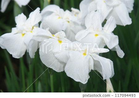 鳶尾花花園裡盛開的白色鳶尾花【相模原公園:花背景】 鳶尾花花園裡盛開的白色鳶尾花【相模原公園:花背景】 117094493