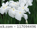 White irises blooming in the iris garden [Sagamihara Park: Flower background] 117094496