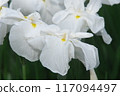 Close-up of white irises blooming in the iris garden [Sagamihara Park: Flower background] 117094497