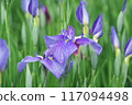 Purple irises blooming in the iris garden [Sagamihara Park: green background] 117094498