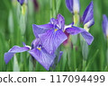 Purple irises blooming in the iris garden [Sagamihara Park: green background] 117094499
