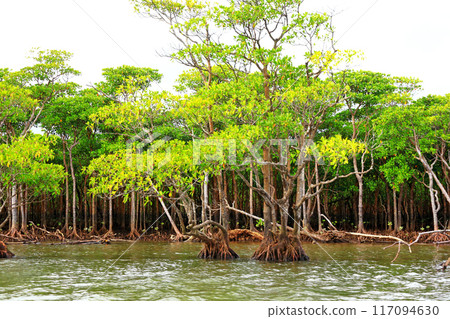 仲間川巡遊 仲間川巡遊 117094630