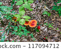 蘑菇（蔦溫泉林） 117094712