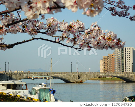 Cherry blossoms blooming on the banks of the Shinano River and the cityscape in Niigata City, Niigata Prefecture 117094720