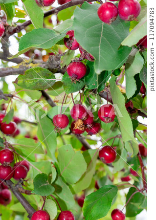 The beauty of nature on a clear summer day  117094783
