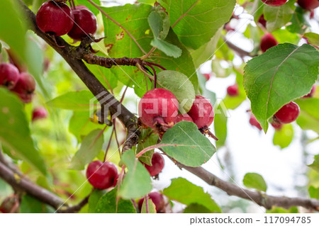 The beauty of nature on a clear summer day  117094785