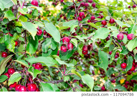 The beauty of nature on a clear summer day  117094786