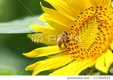 sunflower sunflower 117094935