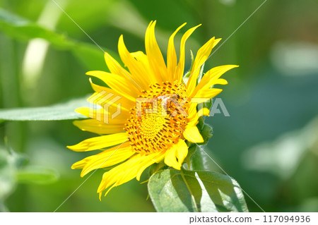 sunflower sunflower 117094936