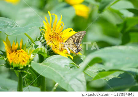sunflower	 117094945