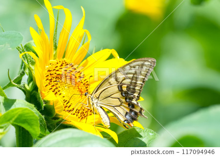 sunflower	 117094946