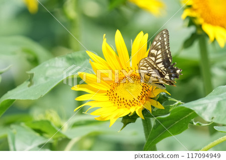 sunflower sunflower 117094949