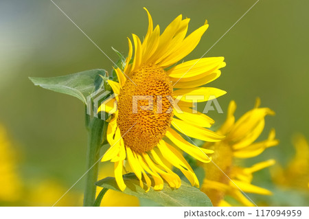sunflower	 117094959
