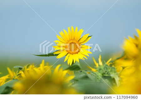 sunflower	 117094960