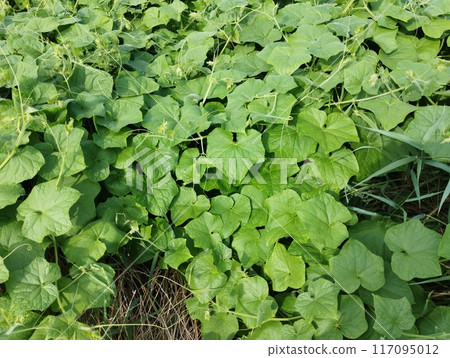 阿雷基烏裡 阿雷基烏裡 117095012