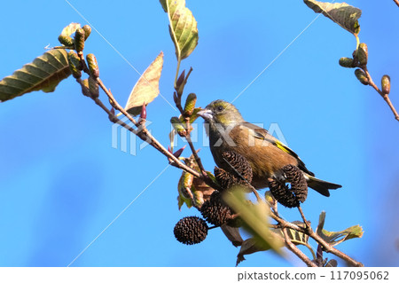 東方金翅 東方金翅 117095062