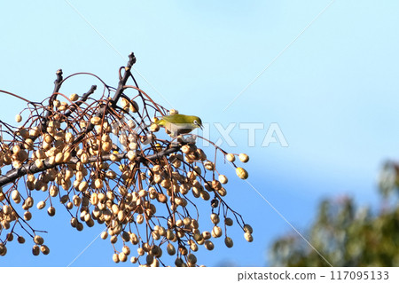 白眼 白眼 117095133